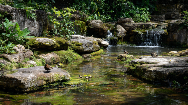 16 Natural Stone Waterfall for Hillside Beauty and Relaxation 12 Birds and butterflies near a hillside waterfall surrounded by plants.